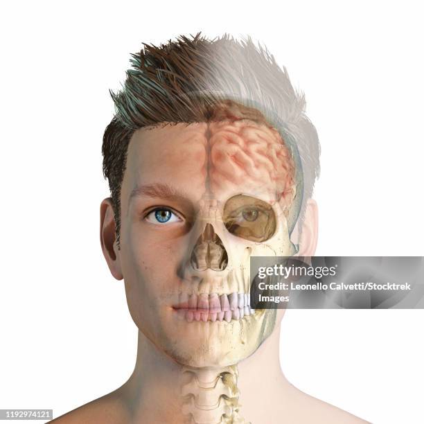 illustrazioni stock, clip art, cartoni animati e icone di tendenza di ghost effect of male head with skull and brain. - diencephalon