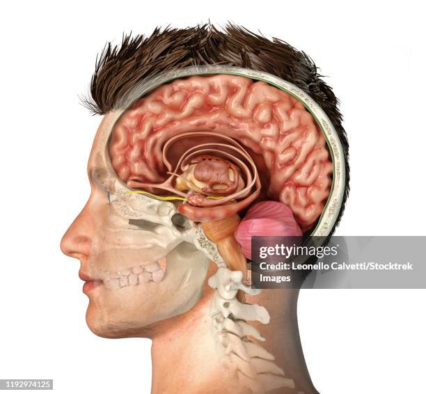 stockillustraties, clipart, cartoons en iconen met male head with skull cross section with cutaway of brain. - temporal lobe