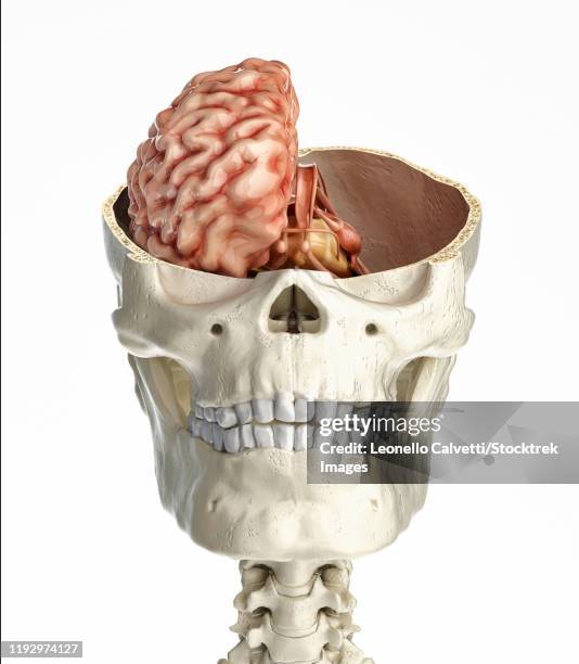 human skull transversal cross section with brain. - diencephalon stock illustrations