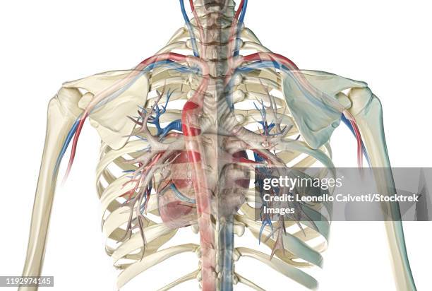 back view of human heart with vessels and bronchial tree. ghost effect with rib cage. - exercise physiology stock illustrations