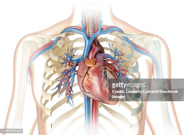 ilustrações de stock, clip art, desenhos animados e ícones de human heart with vessels, bronchial tree and cut rib cage. - veia pulmonar