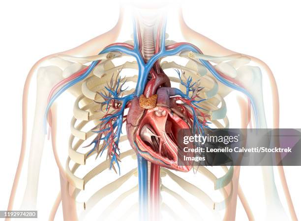 human heart cross-section with vessels, bronchial tree and cut rib cage. - heart cross section stock illustrations