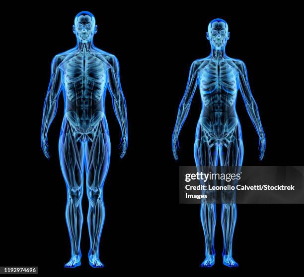 stockillustraties, clipart, cartoons en iconen met x-ray effect of male and female muscle and skeletal systems on black background. - male body