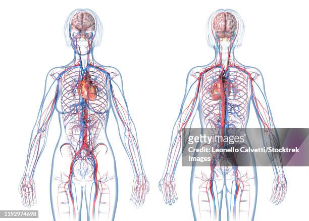woman cardiovascular system, rear and front views, on white background. - human anatomy organs back view stock illustrations