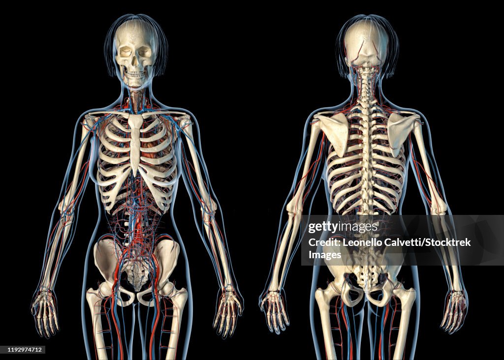 Female anatomy of cardiovascular system with skeleton, rear and front views.