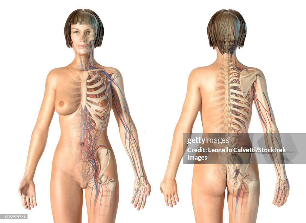 Female anatomy of cardiovascular system with skeleton.