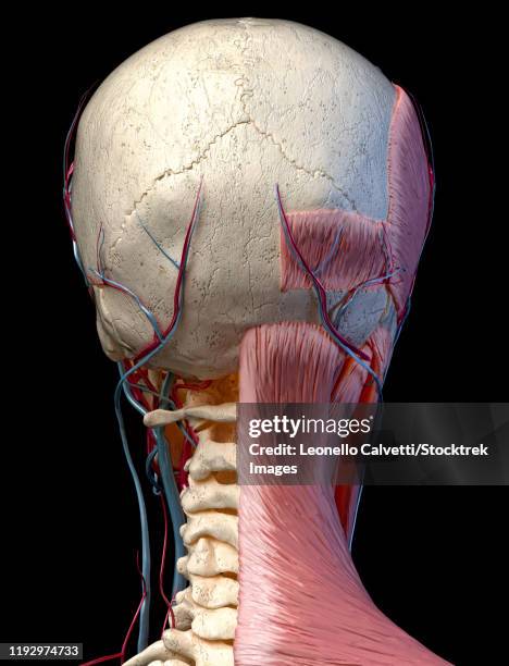 External Occipital Protuberance