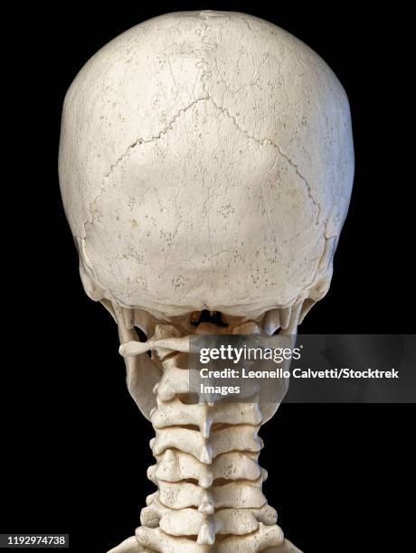 Head Inion External Occipital Protuberance Photos and Premium High Res Pictures ...