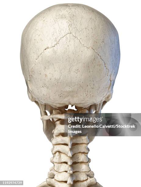 Head Inion 24 External Occipital Protuberance Stock Photos, High-Res Pictures, and ...