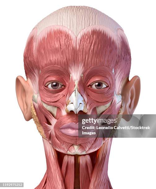 frontal view of human facial muscles on white background. - frontaal stock illustrations