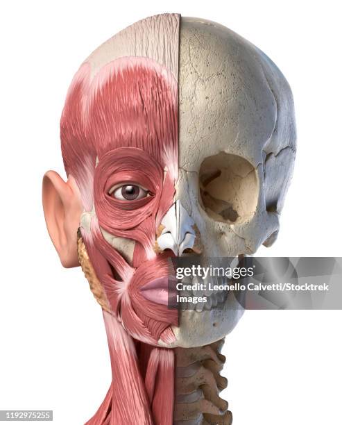 stockillustraties, clipart, cartoons en iconen met split view anatomy of the human facial muscles and skull, white background. - split face