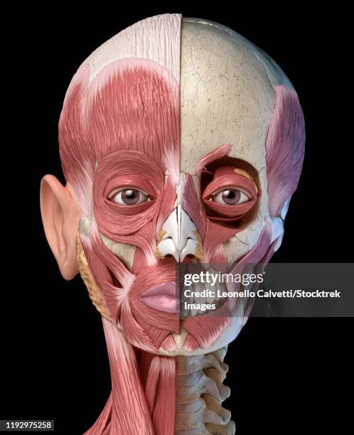 stockillustraties, clipart, cartoons en iconen met split view anatomy of the human facial muscles with partial view of skull, black background. - split face