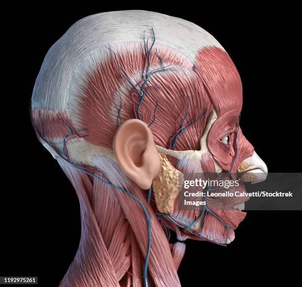 Laterax System 62 Artery Of The Head Lateral View Stock Photos, High-Res Pictures, and ...