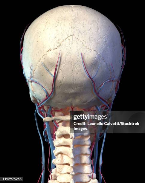 Head Inion External Occipital Protuberance Photos and Premium High Res Pictures ...