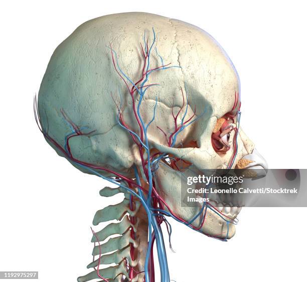 ilustraciones, imágenes clip art, dibujos animados e iconos de stock de vascular system of the human head, side view on white background. - vena yugular externa