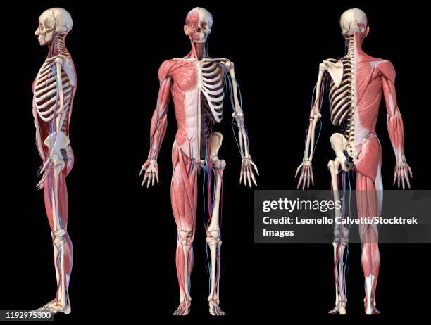 full body views of human skeletal, muscular and cardiovascular systems, on black background. - fitness male black background full body点のイラスト素材／クリップアート素材／マンガ素材／アイコン素材