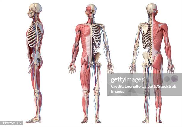 full body views of human skeletal, muscular and cardiovascular systems, on white background. - man standing full body stock-grafiken, -clipart, -cartoons und -symbole