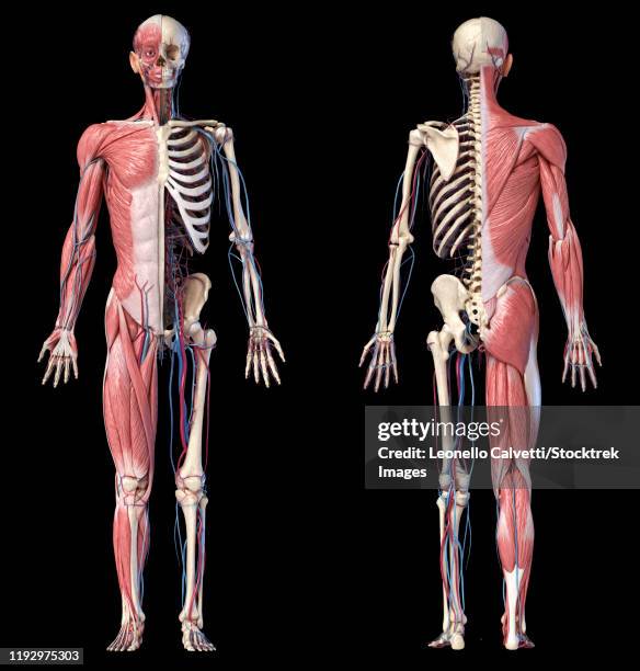 full body views of human skeletal and muscular systems on black background. - fitness male black background full body点のイラスト素材／クリップアート素材／マンガ素材／アイコン素材