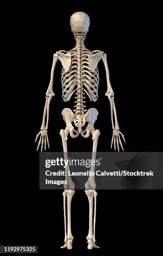 Human Skeleton Full Figure Standing Rear View On Black Background High ...
