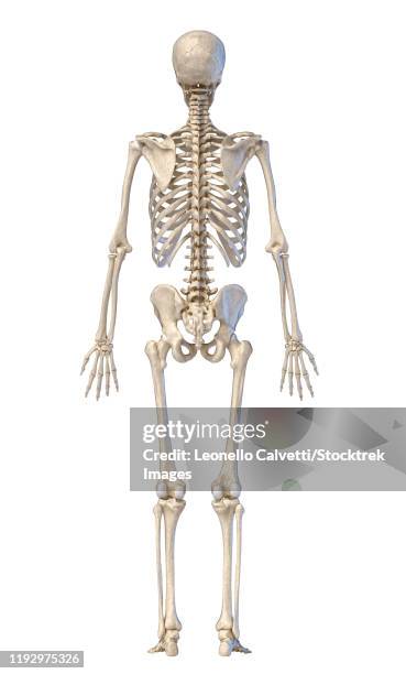 Skeleton Rear Skeleton Back View Fotografías e imágenes de stock - Getty Images