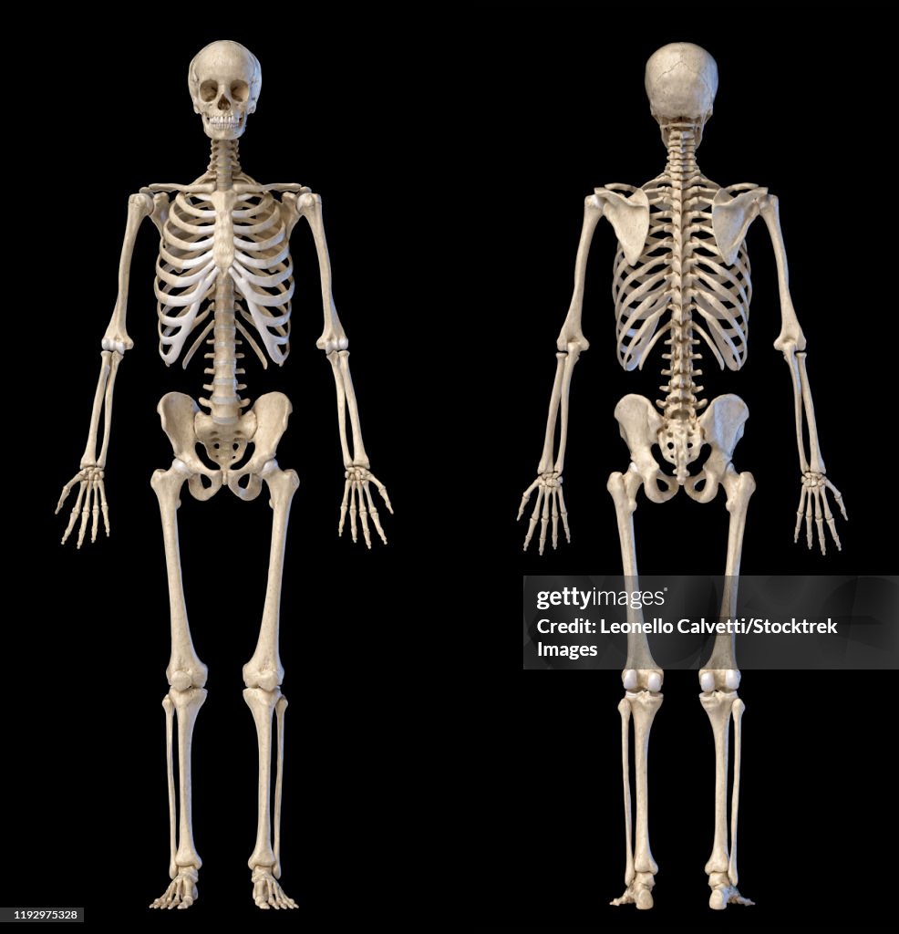 Front and back views of full human skeleton on black background.