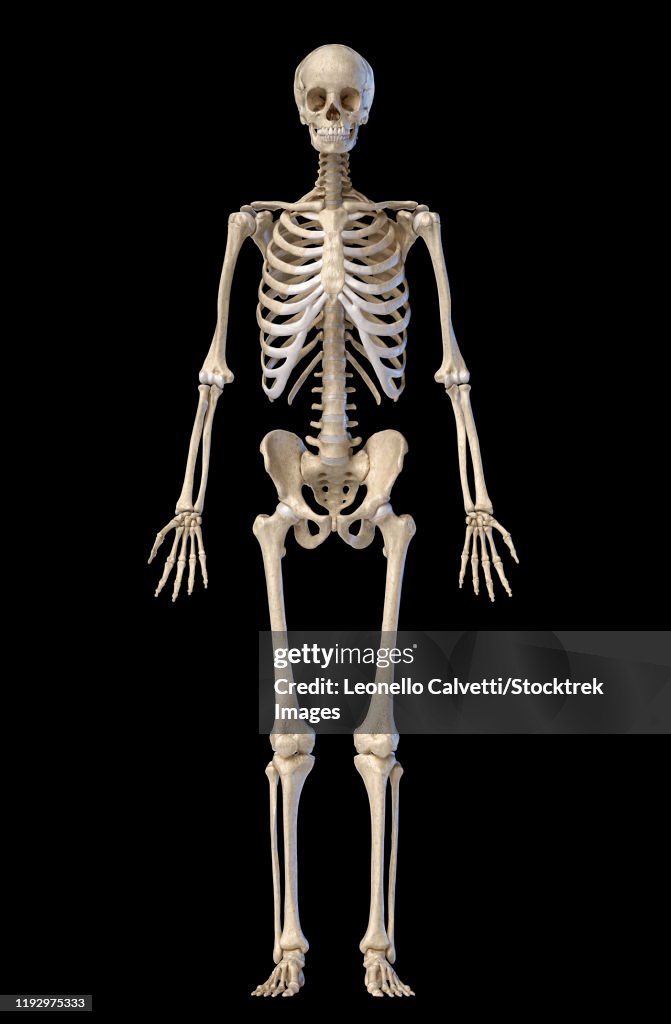 Human skeleton, full figure standing, front view on black background.