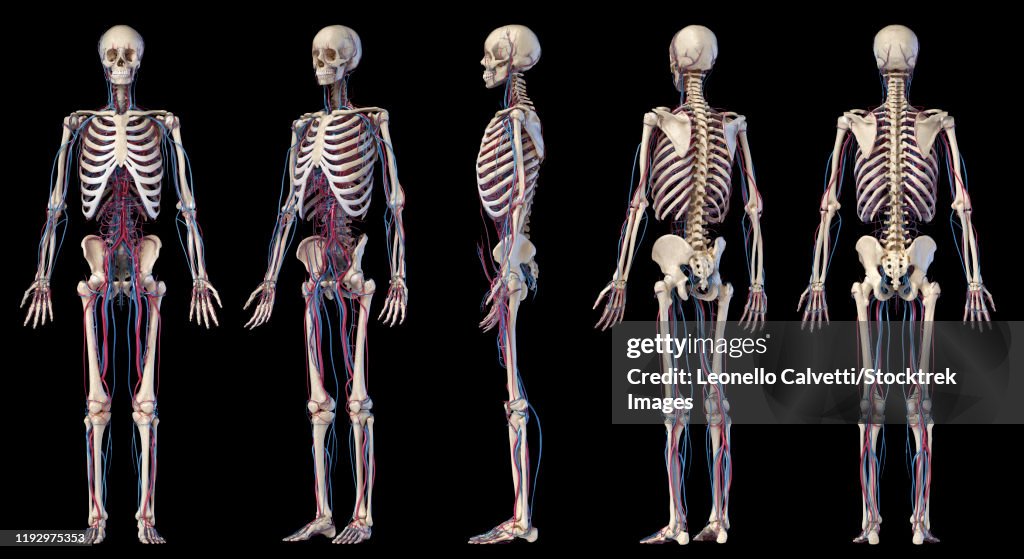 Multiple perspectives of human skeletal and cardiovascular systems, on black background.