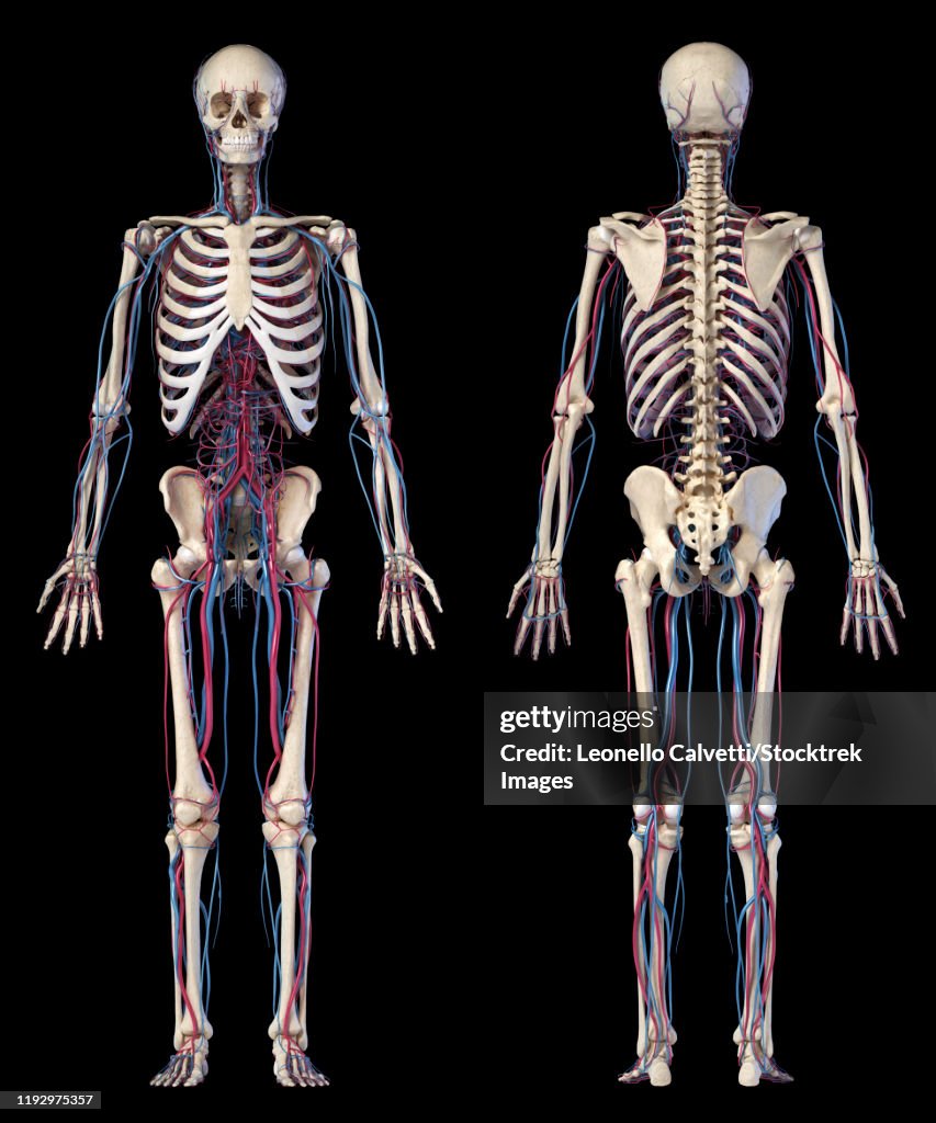 Anatomy of human skeleton with veins and arteries, on black background.
