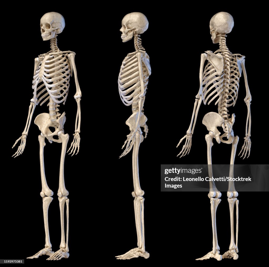 Three angles of full body male skeleton on black background.