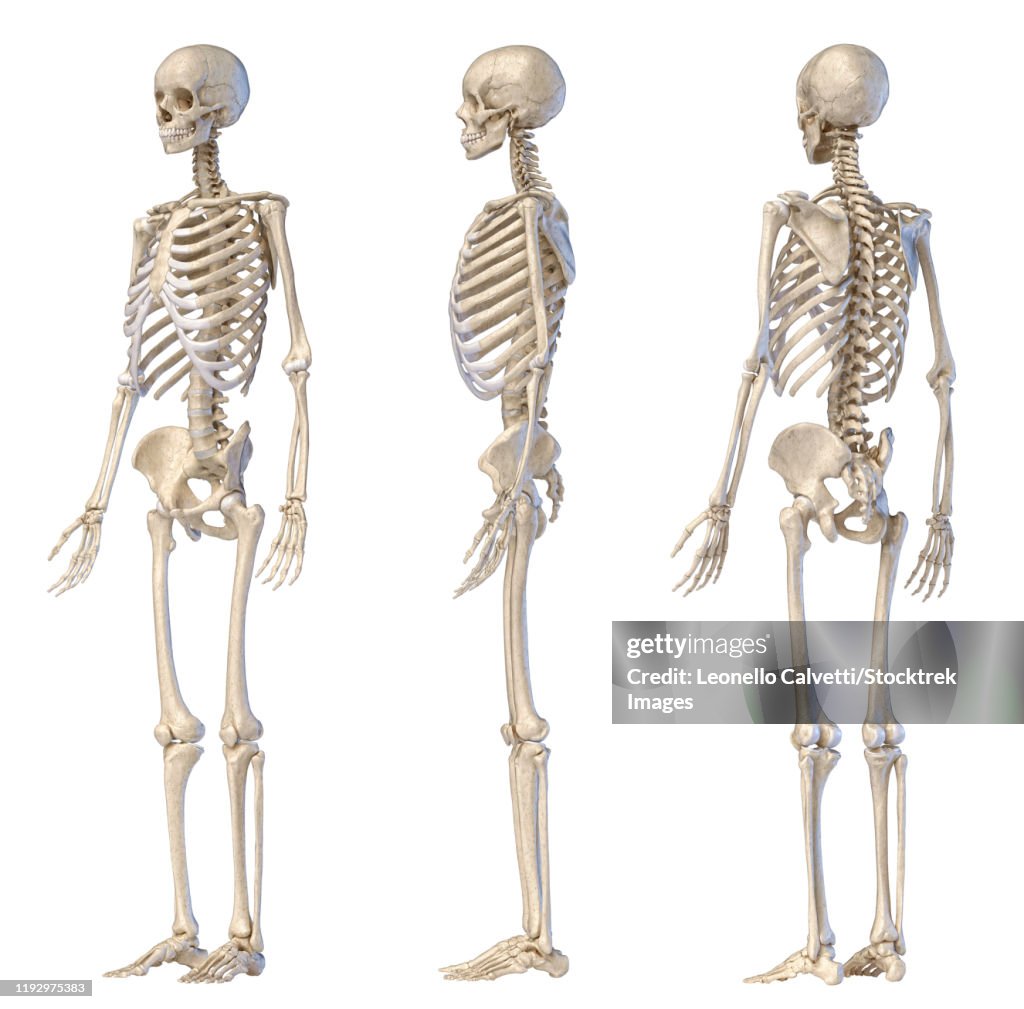 Three angles of full body male skeleton on white background.