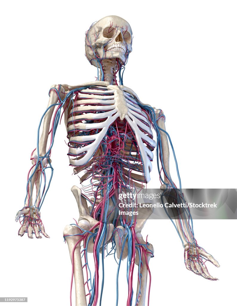 3/4 upper body front view of human skeletal and vascular systems, white background.