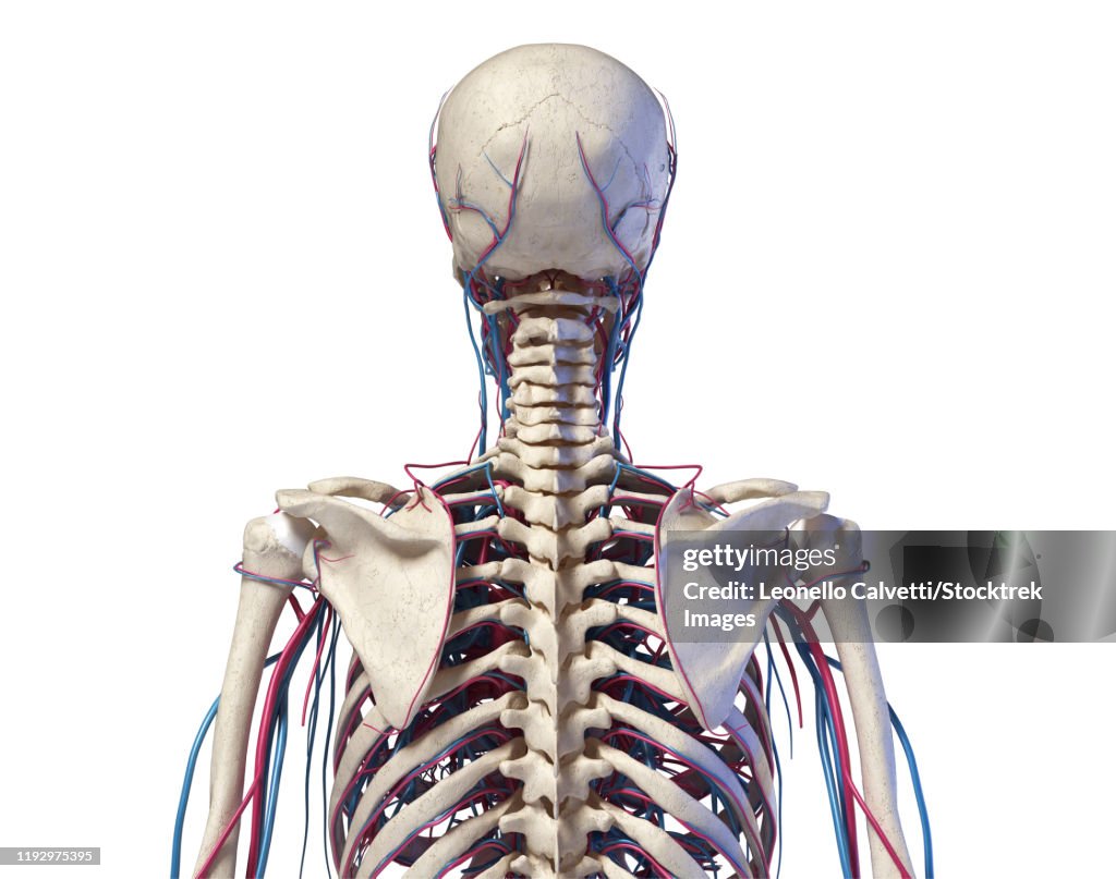 Skeleton of the torso with veins and arteries. Rear view on white background.