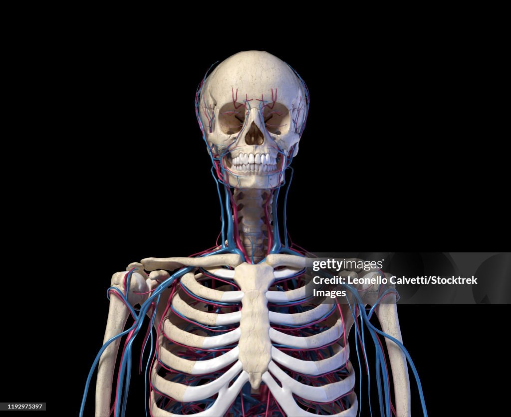 Front view of human torso skeleton with veins and arteries, black background.