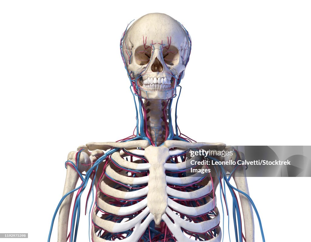 Front view of human torso skeleton with veins and arteries, black background.