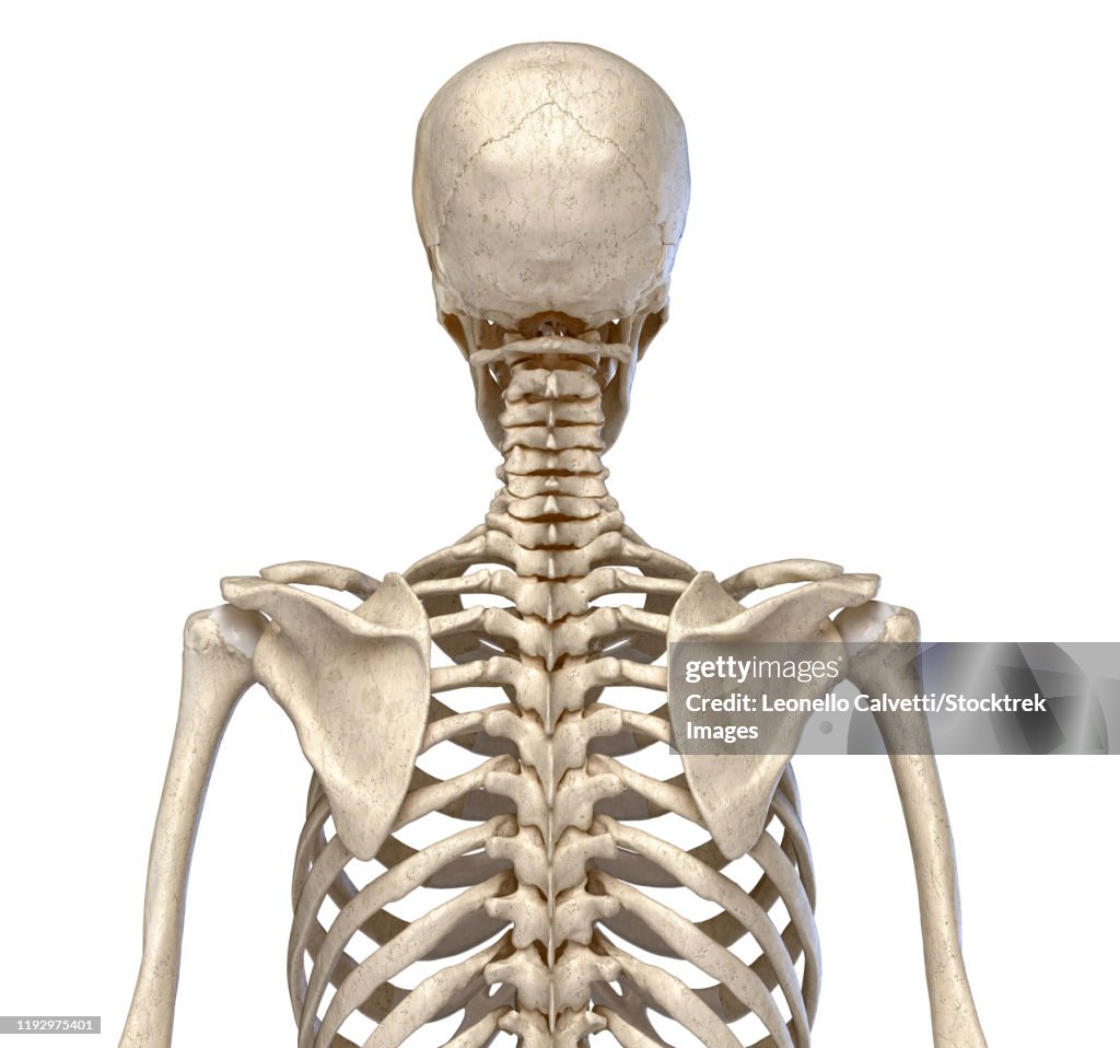 Rear view of the human torso skeletal system on white background.