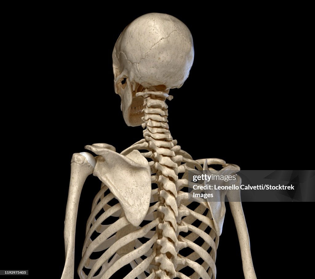 Rear view of the human torso skeletal system on black background.