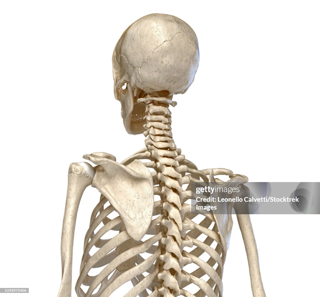 Rear view of the human torso skeletal system on white background.