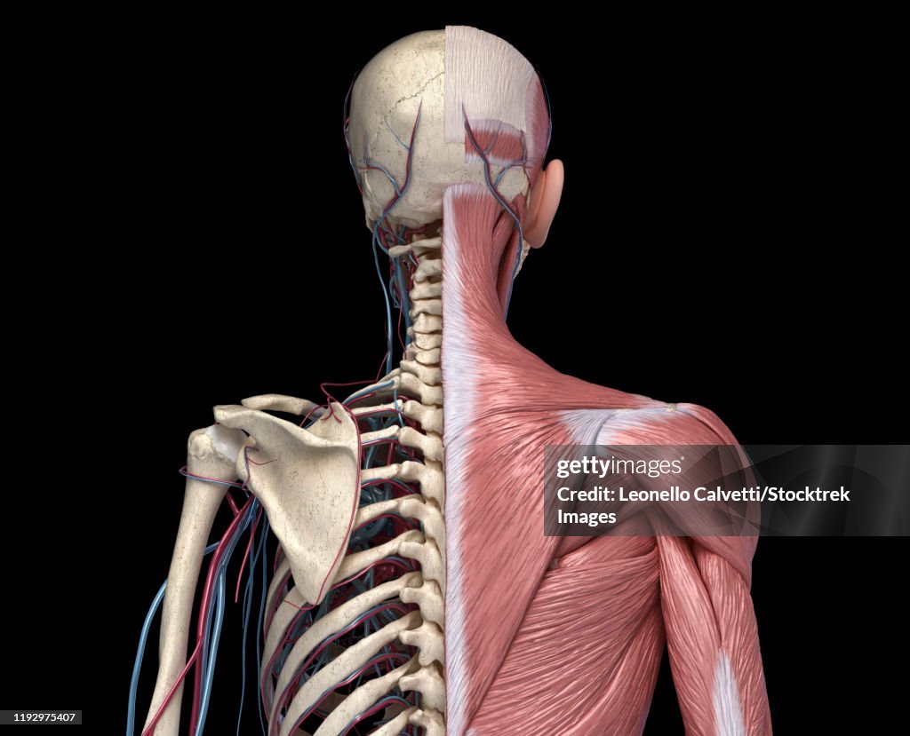 Front view of human torso skeleton with muscles, veins and arteries, black background.