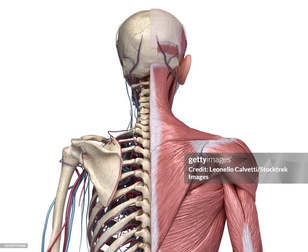 Rear view of human torso skeleton with muscles, veins and arteries, white background.