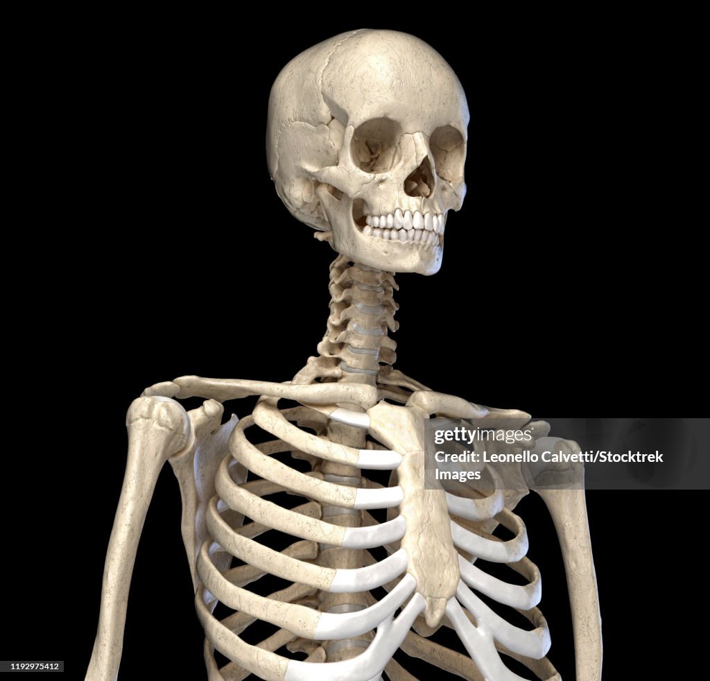 Skeletal system of the human torso, front view on black background.