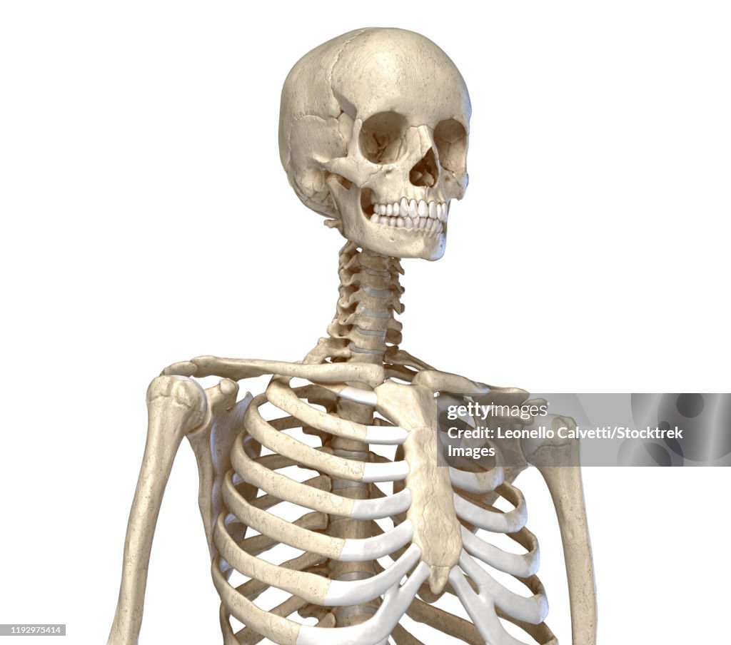 Skeletal system of the human torso, front view on white background.