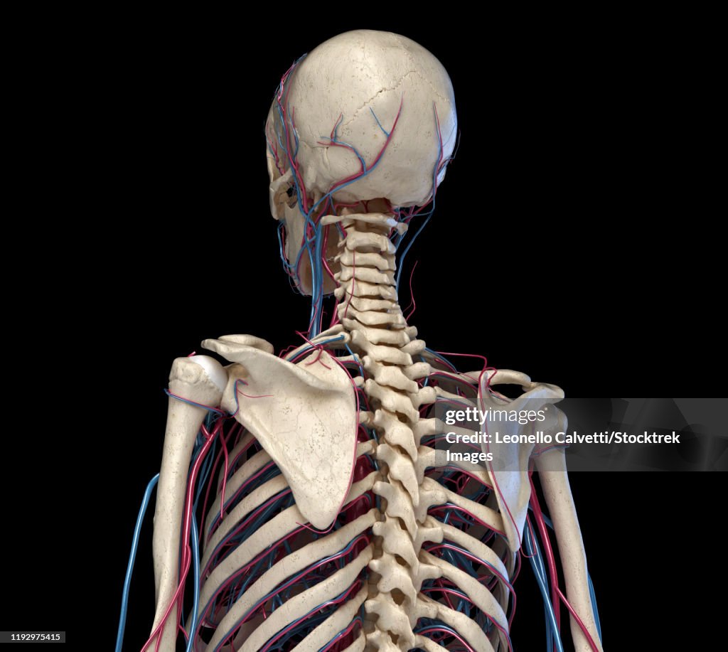 Rear perspective of human torso skeleton with veins and arteries, black background.