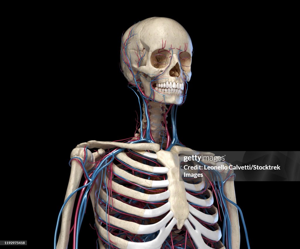 Front view of human torso skeleton with veins and arteries, black background.