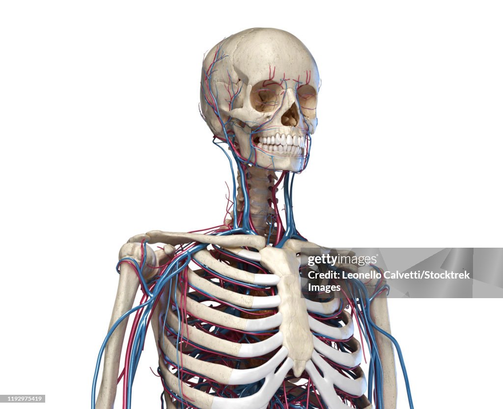 Front view of human torso skeleton with veins and arteries, white background.