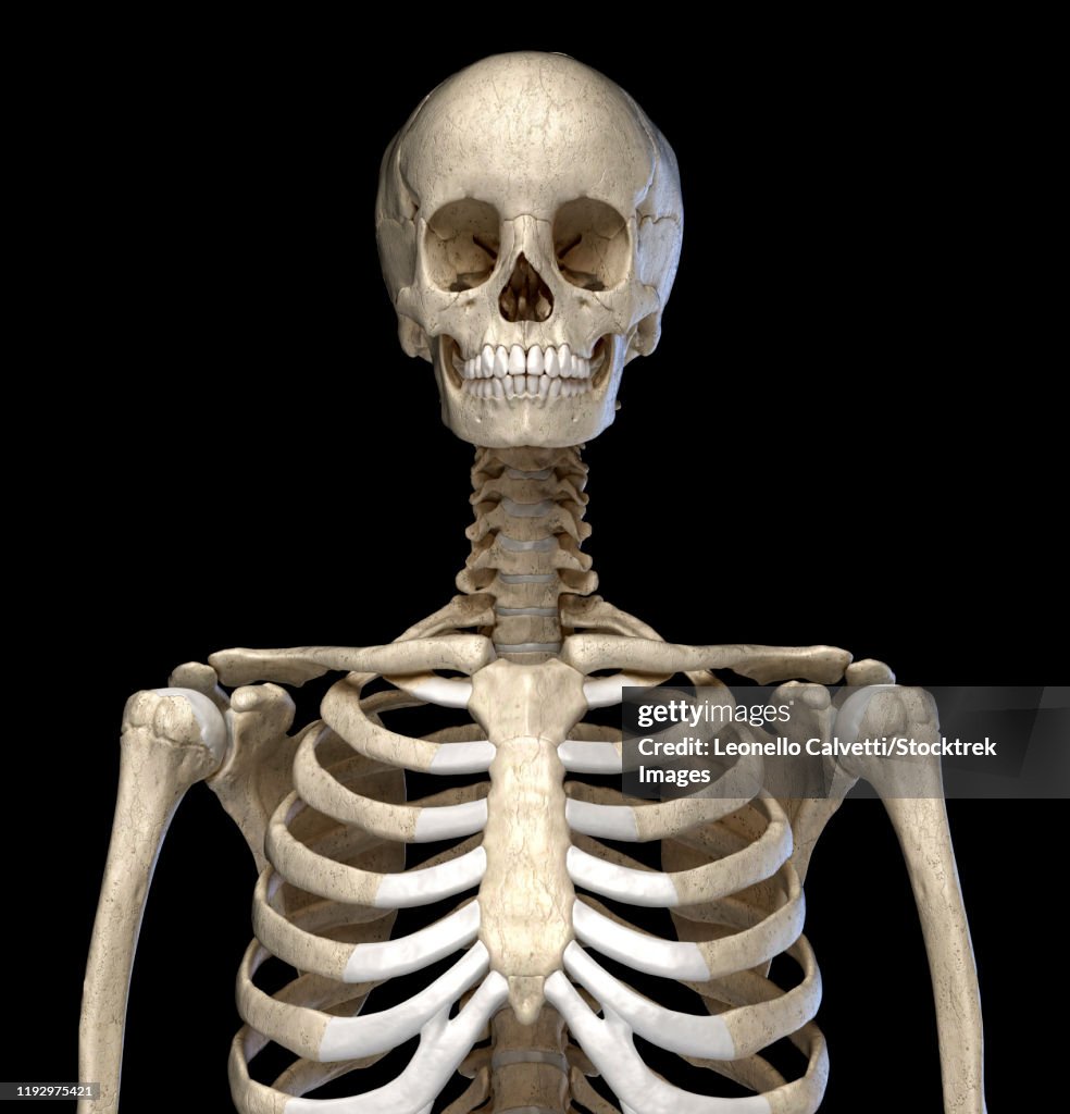Front view of the human torso skeletal system on black background.