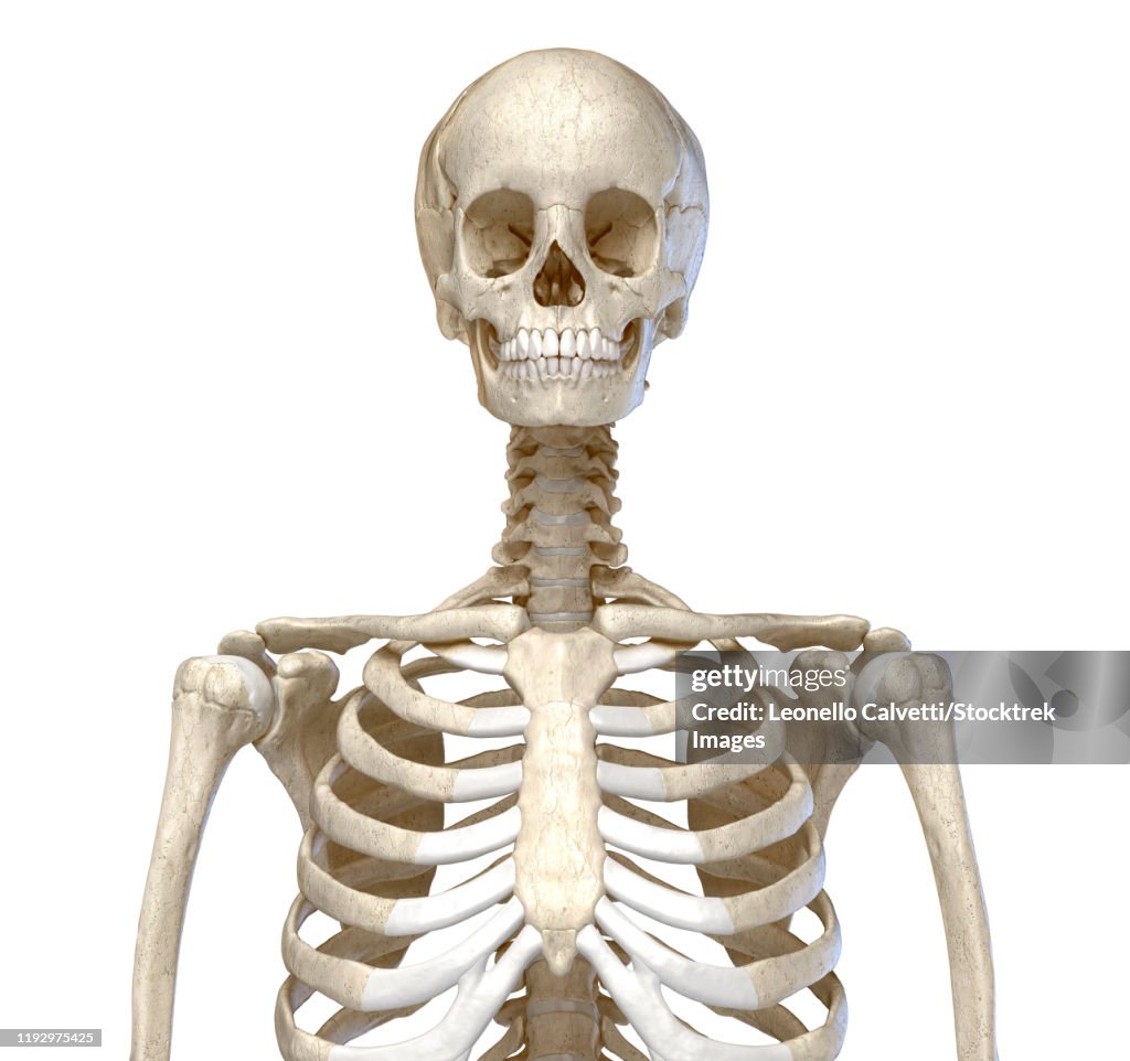 Front view of the human torso skeletal system on white background.