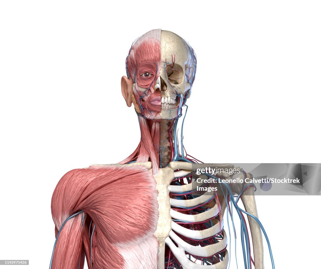 Front view of human torso skeleton with muscles, veins and arteries, on white background.