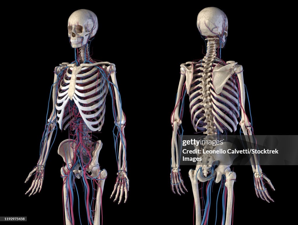 Front and back view of human skeletal and cardiovascular systems, black background.