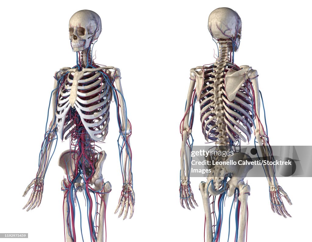 Front and back view of human skeletal and cardiovascular systems, white background.