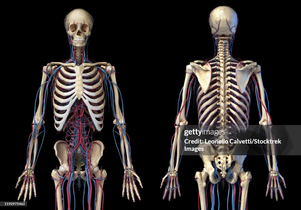 Front and back view of human skeleton with veins and arteries, black background.